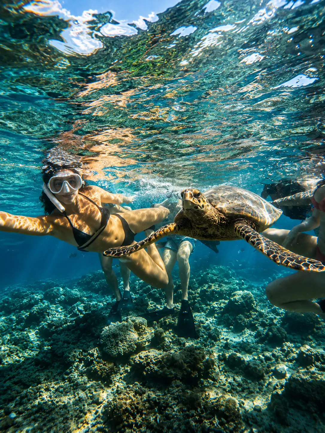 Snorkeler swimming next to a hawksbill turtle over the reef