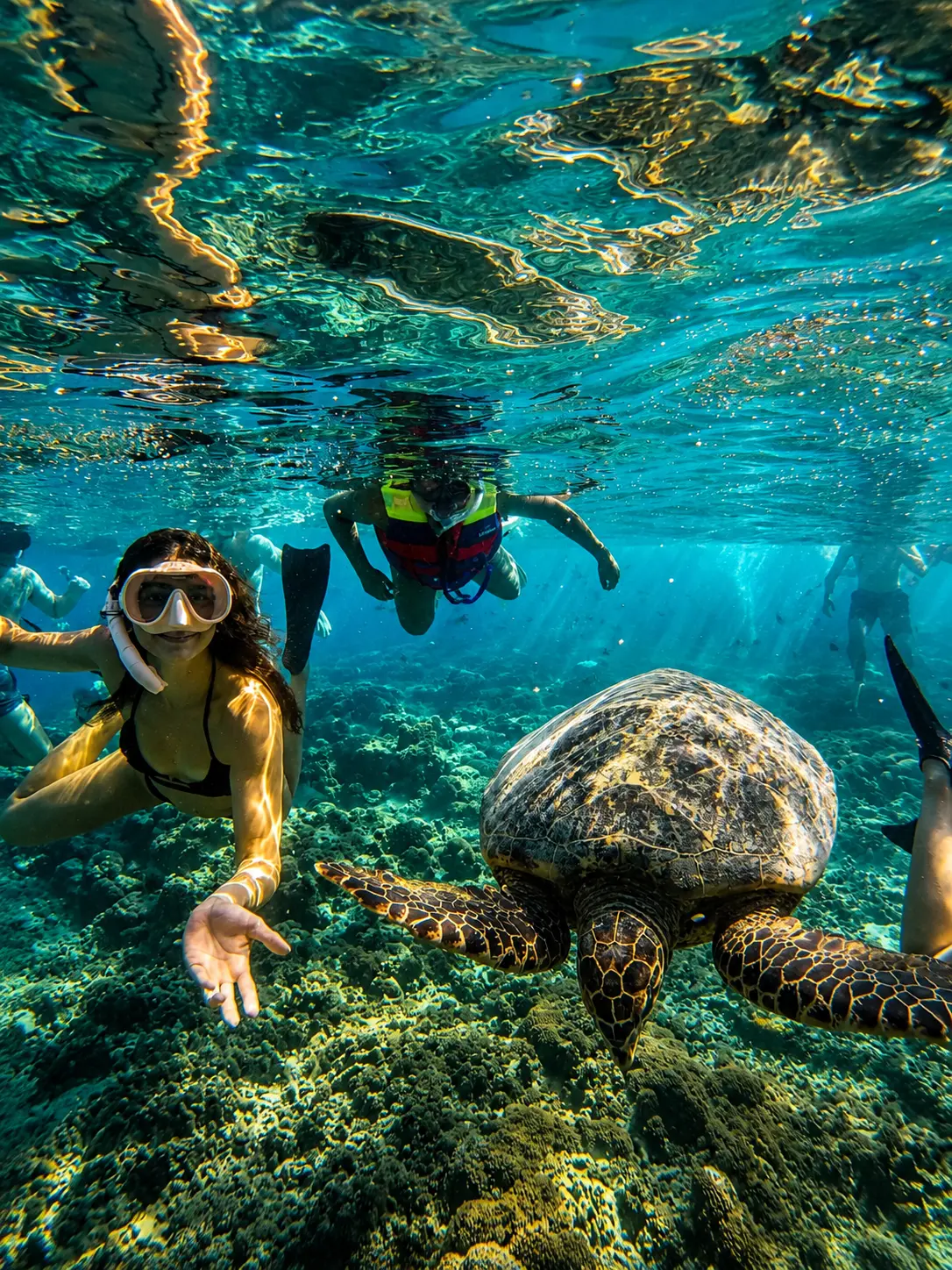 turtle point
